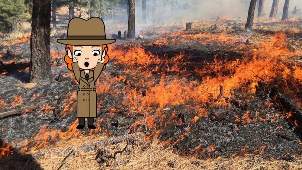 Fire Ecology Investigation - Intro